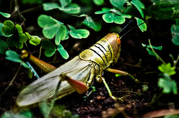 Criquet pèlerin. Bamako, Mali