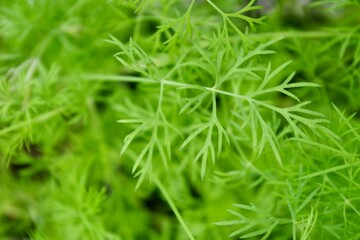 close up of a dill plant