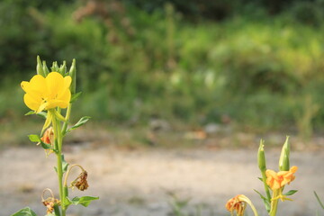 Closeup shot of primroses
