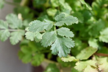 Close up of a coriander plant