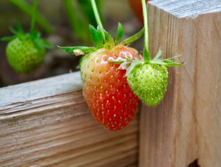 strawberry growing on a branch