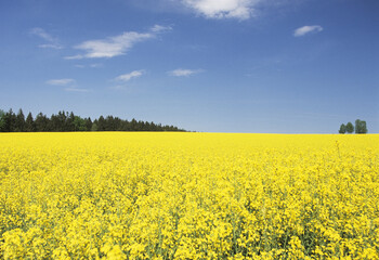 Obraz premium 一面の菜の花畑