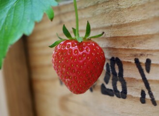 strawberry growing on a branch