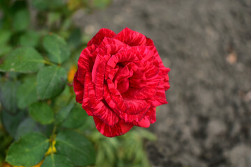 A beautiful red rose close up in the garden.