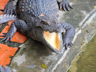 crocodile's mouth