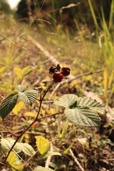 Vertical shot of wild berries in a meadow
