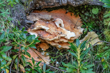 Paysage de montagne dans le Mercantour