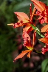 Cattlianthe Trick or Treat Orchid in greenhouse, Moscow region, Russia