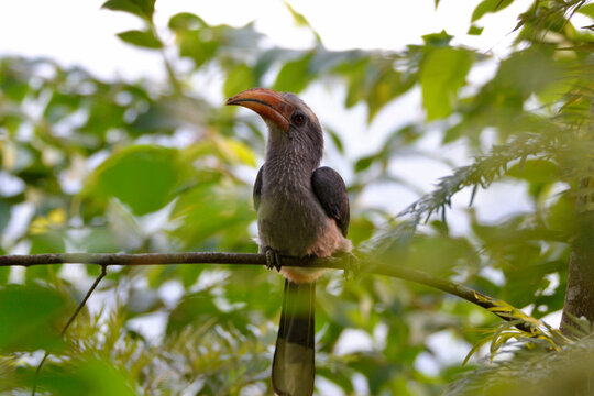 Malabar gey hornbill