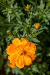 Sulfur Cosmos (Cosmos sulphureus) in garden