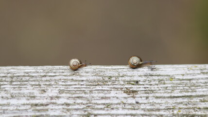 Snail