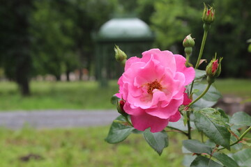 Pinke Rose