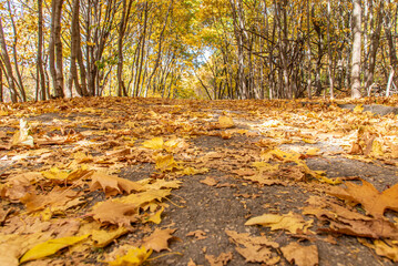 A road covered with dry leaves in an autumn park.