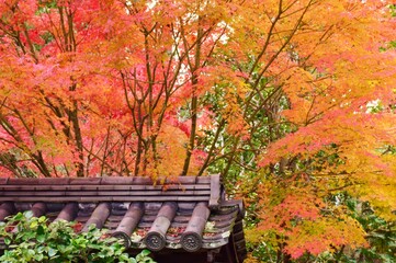 秋・紅葉の京都