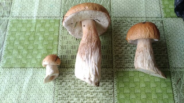 Mushrooms of the Russian forest