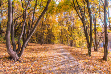 Obraz premium Autumn landscape. The path is strewn with dry leaves in the forest.