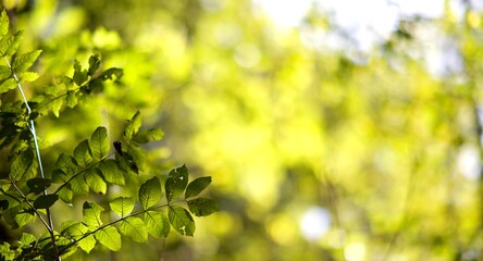 Forêt feuillage arrière-plan - soleil lumineux nature fond d'écran