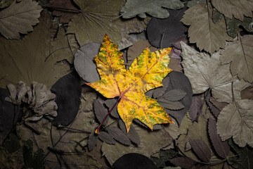 Yellow autumn dry maple leaf. Autumn background texture with dry leaves