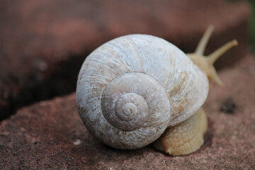 Weinbergschnecke 2