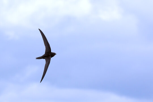 Common swift. Bird in flight, flying birds. Apus apus