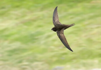Common swift. Bird in flight, flying birds. Apus apus