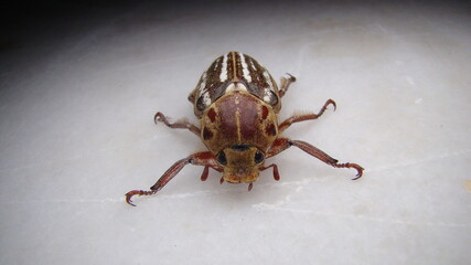 beetle isolated.
large beetle.
beetle on white background.
close up beetle. 
closeup micro monster.
insects, insect, bug, bugs, animal, animals, wildlife, wild nature, forest, woods, garden, park