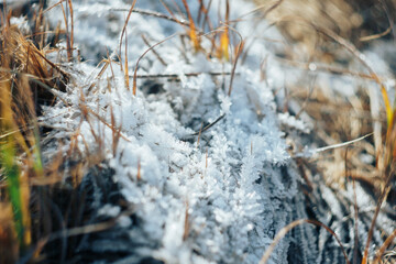 Frozen icy dry grass in the snow close up