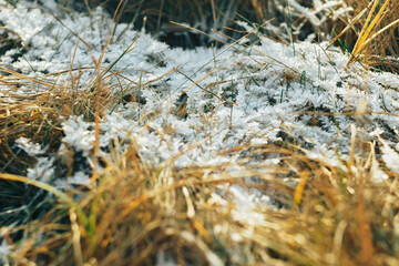 Frozen icy dry grass in the snow close up