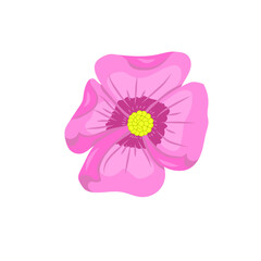 pink flower