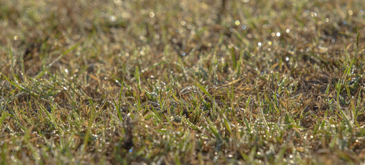 Green grass with dewdrops at sunrise. Soft focusю  Orlovka village, Reni raion, Odessa oblast