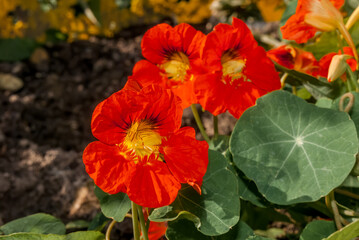 Obraz premium Garden Nasturtium (Tropaeolum majus) in garden