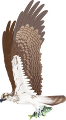 vector fish hawk osprey catch  striped bass 