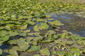 Lake completely overgrown aquatic flowering plant European white water lily (Nymphaea alba)