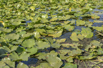 Lake completely overgrown aquatic flowering plant European white water lily (Nymphaea alba)