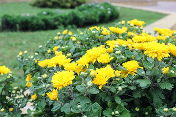 Yellow chrysanthemums in the autumn design of the city, close - up, side view-the concept of design of city streets in the autumn period