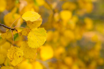 yellow autumn leaves, background