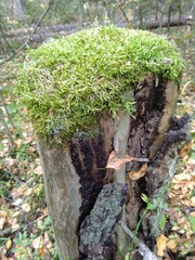 moss on the stump