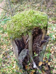 moss on the stump