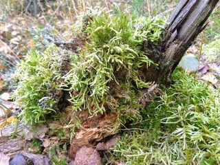 moss on the stump