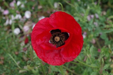 red poppy flower