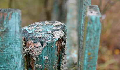 Evernia prunastri. Oakmoss grows on an old fence. Moss on an old tree stump. Evernia plum. Lichen.