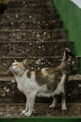 cat on the roof. stray cat with an injured eye