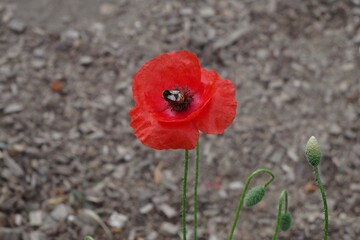 red poppy flower