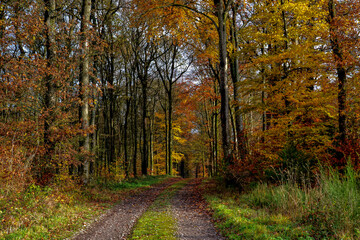 autumn in the forest