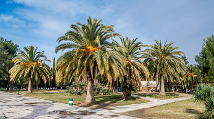 Fototapeta na wymiar Canary Island Date Palm (Phoenix canariensis) in park, Abkhazia