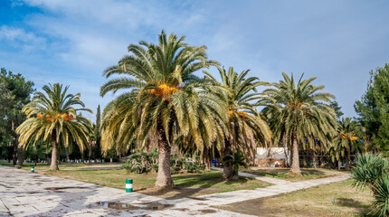 Obraz premium Canary Island Date Palm (Phoenix canariensis) in park, Abkhazia