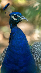 Obraz premium portrait of a peacock