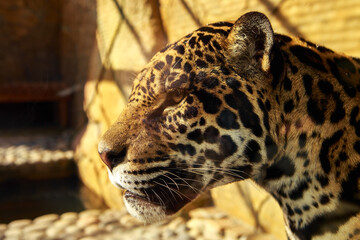 Beautiful spotted leopard. Portrait of a wild animal with a side view. Predator of the cat family.