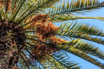 Canary Island Date Palm (Phoenix canariensis) in park, Abkhazia
