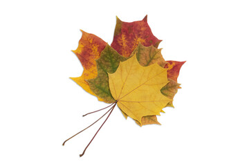 Three beautiful multicolored autumn maple leaves on a white background